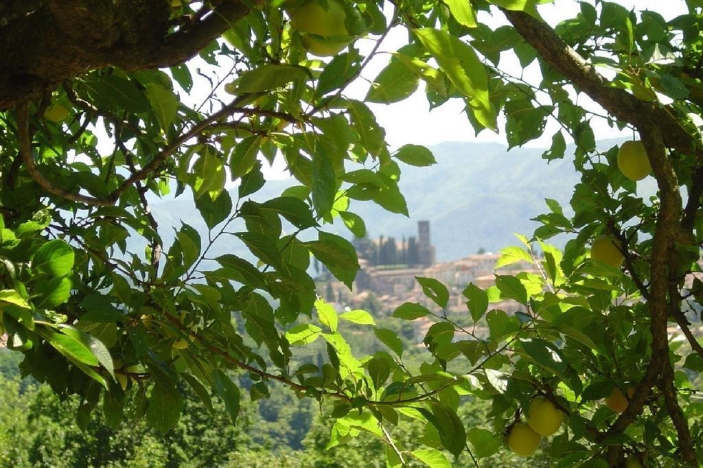 Il Trebbio Villa Barga Kamer foto